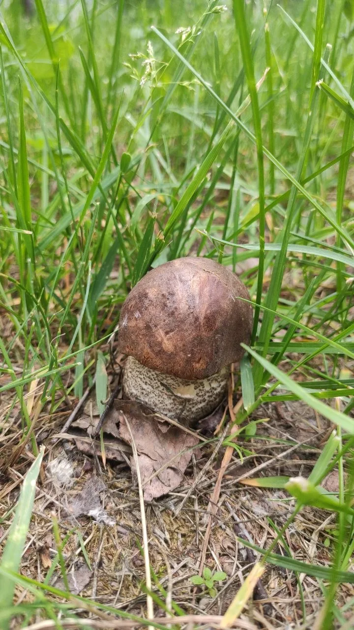 Лесные гости у школьного порога!

🍄‍🟫 Внимательно посмотрите на наши фотографии! Как вы думаете, г