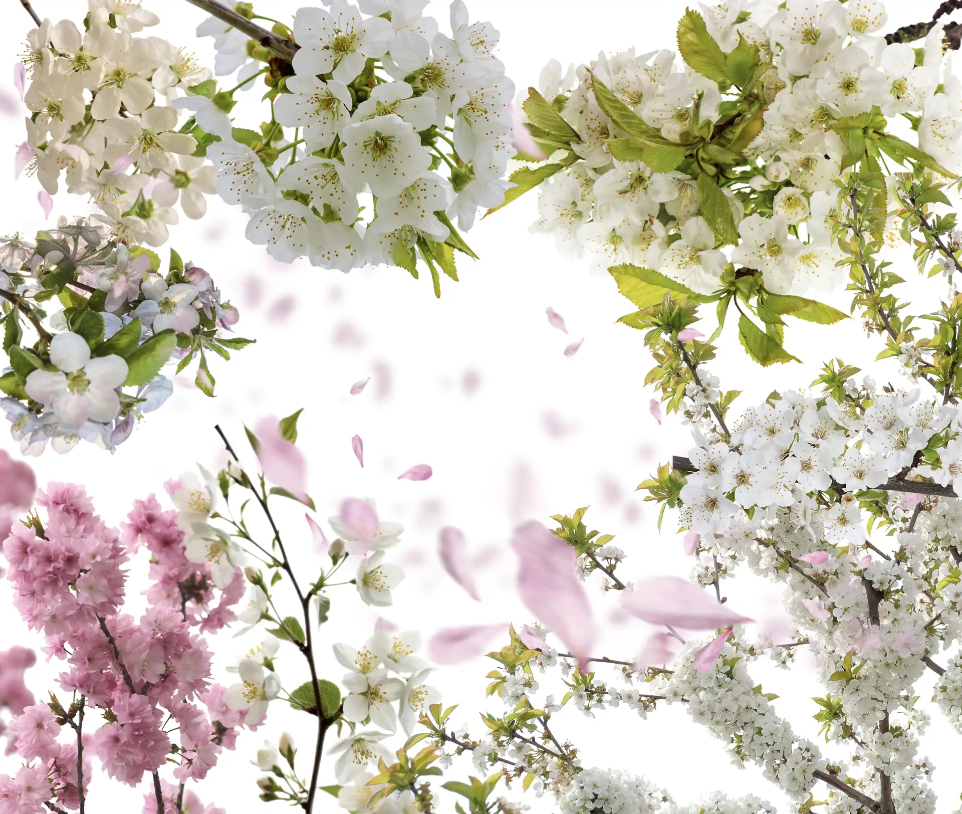 Создала большой набор цветения, веточек и лепестков 🌸

Всё на прозрачном фоне и в высоком разрешени