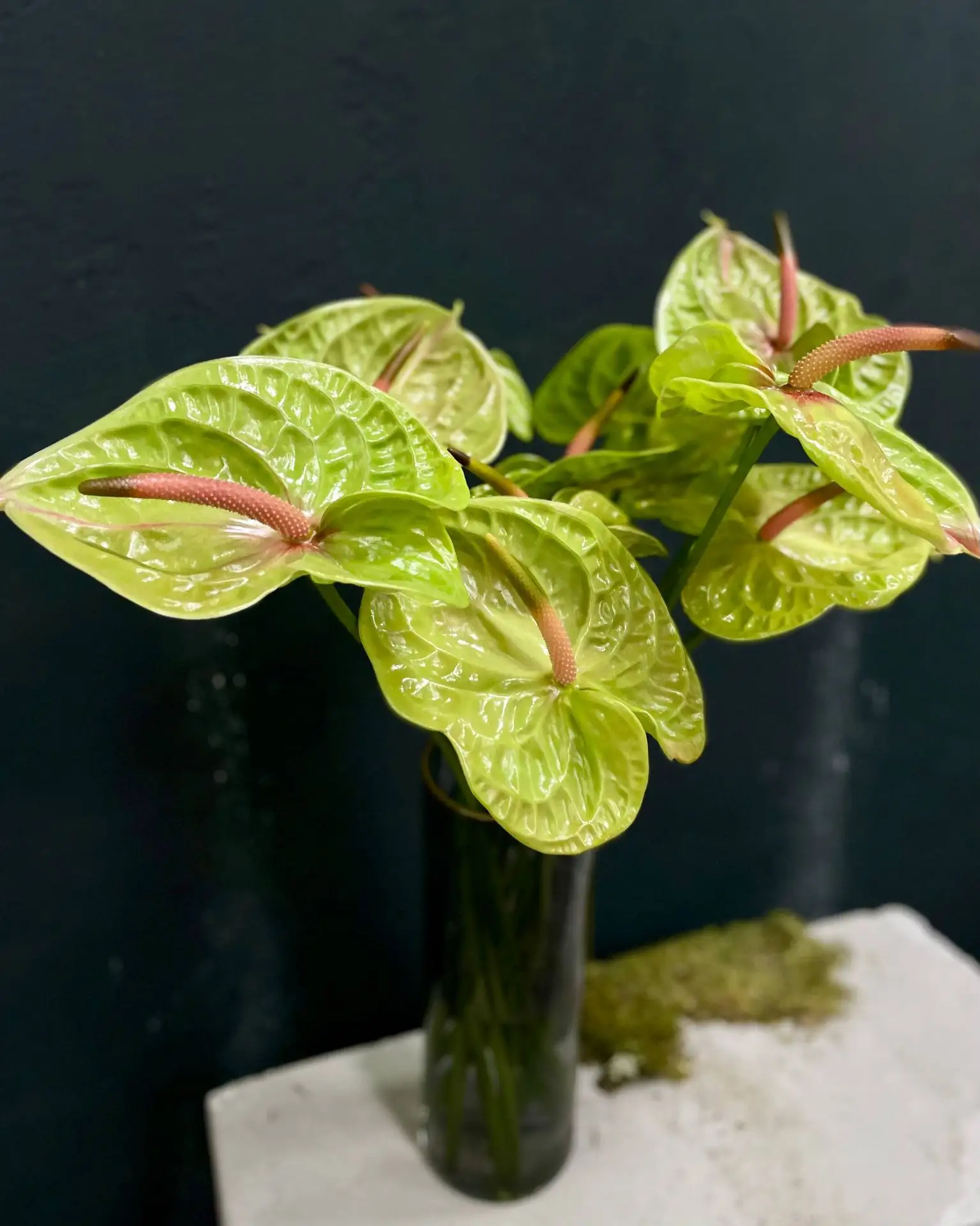 АНТУРИУМ 🌿
 
это невероятно красивое и оригинальное растение, способное стать главным украшением ин