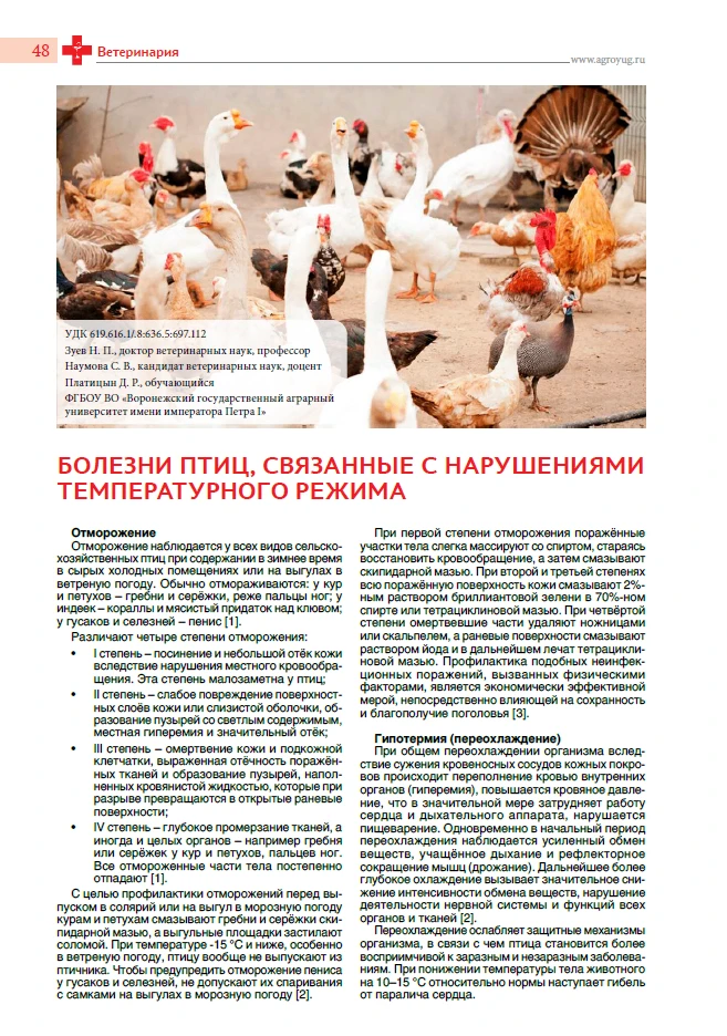 Патологии птиц при нарушениях температурного режима: клинические проявления и риски