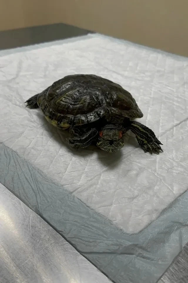 😱 Девять месяцев на улице и суровая зима: в Костроме спасли чудом выжившую черепаху Оливию

Все слы