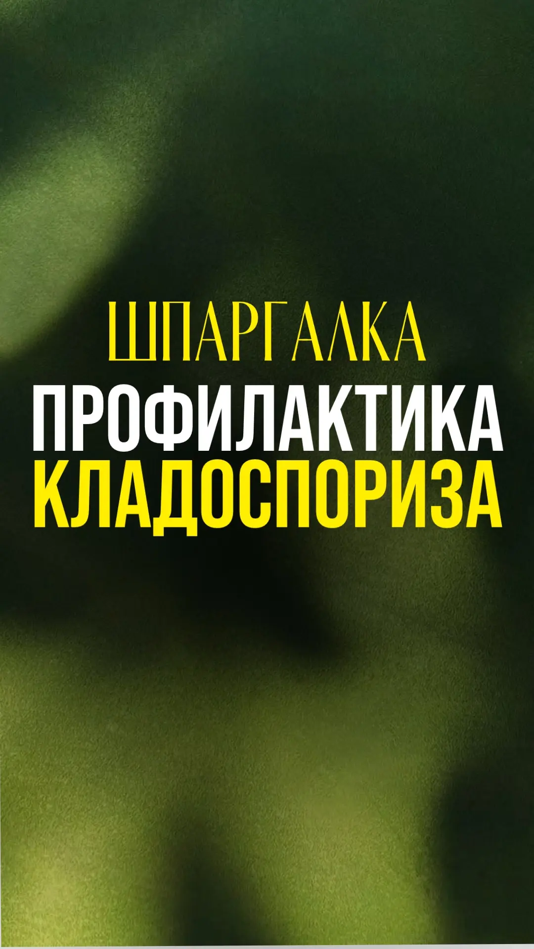 📚 Агротехника томатов против кладоспориоза (бурой пятнистости)