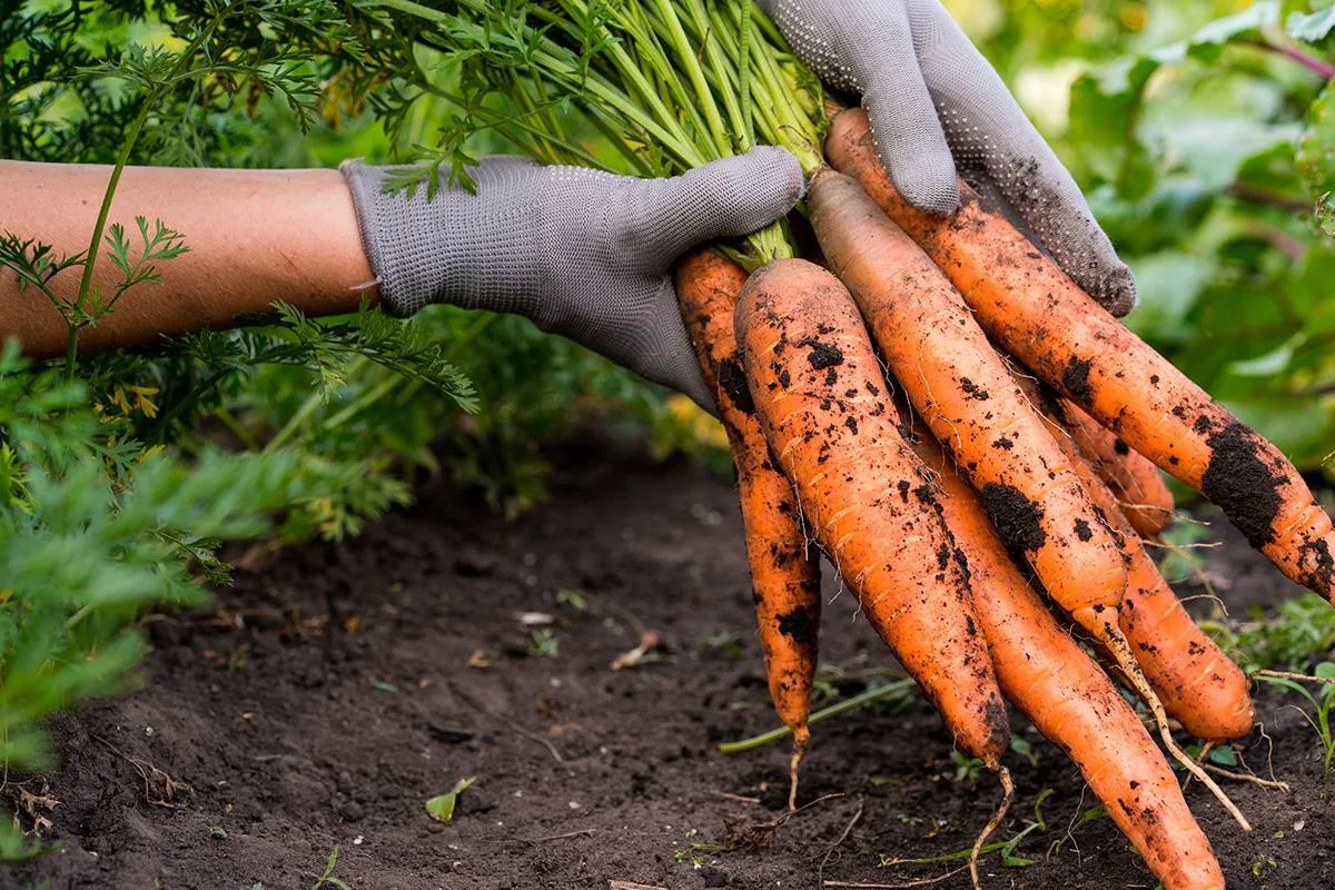 Чем подкормить морковь в августе🥕