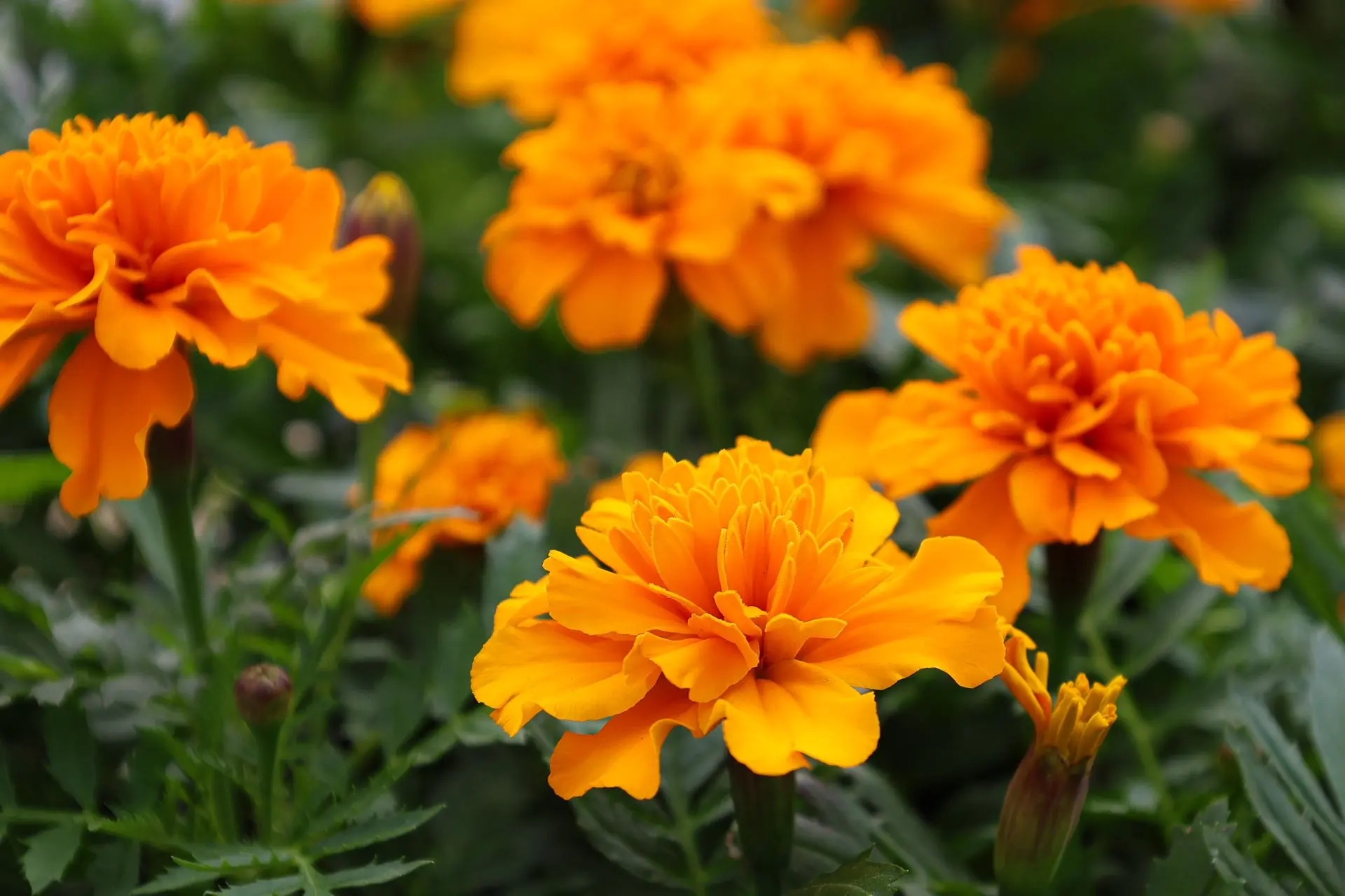 🌼 Целую неделю — скидка 30% на бархатцы! 🌼

С 15 по 21 июня снижаем цену на все сорта этих солнечн