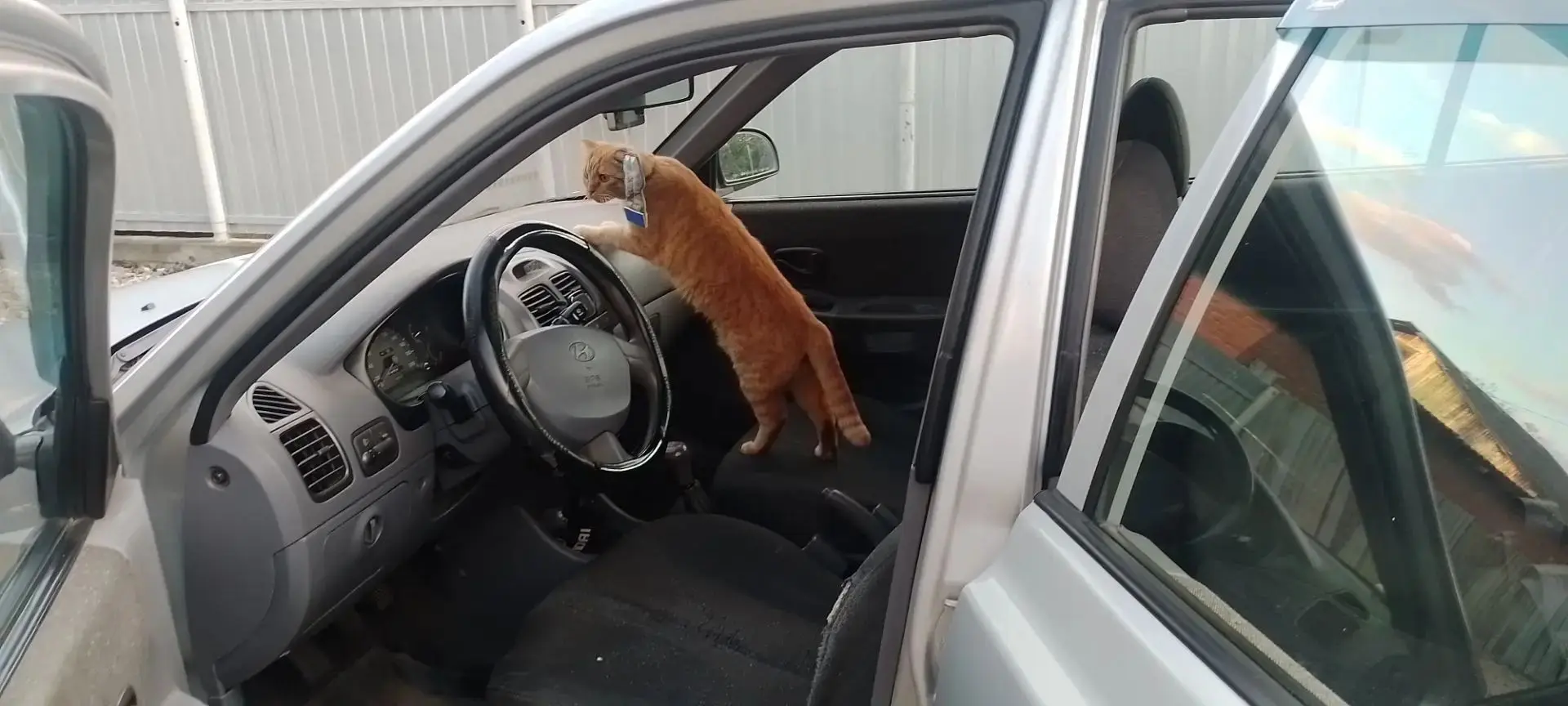 Внимание: работает РосКотНадзор!😼