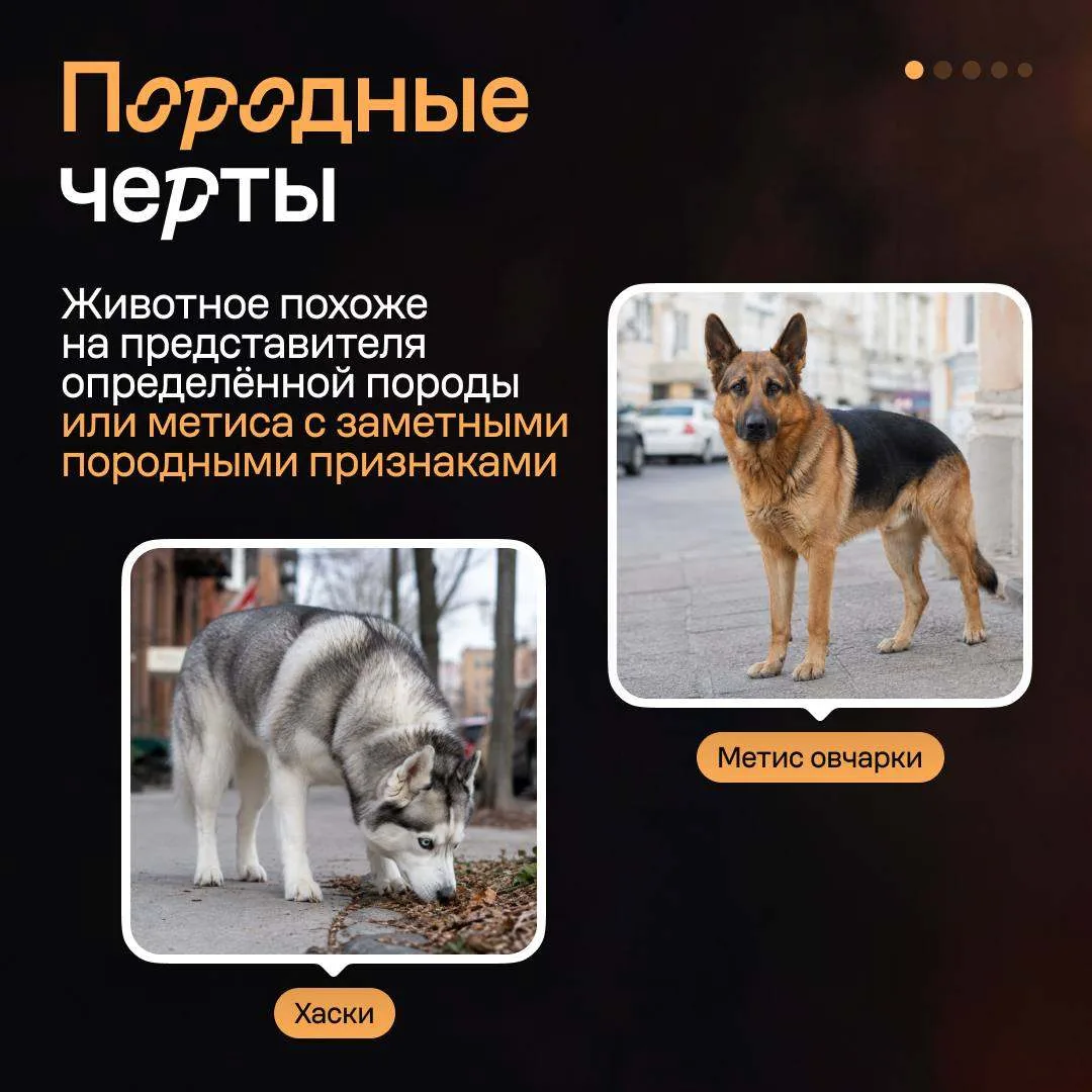 Изображение 2 к публикации «Авито»