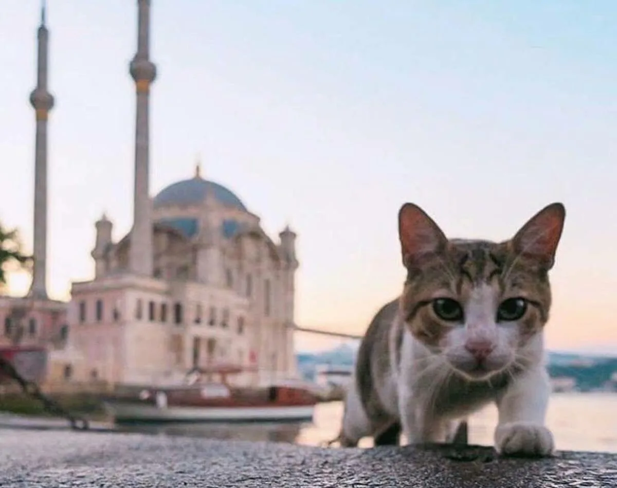 🐾 Стамбул — город, где коты живут лучше людей!