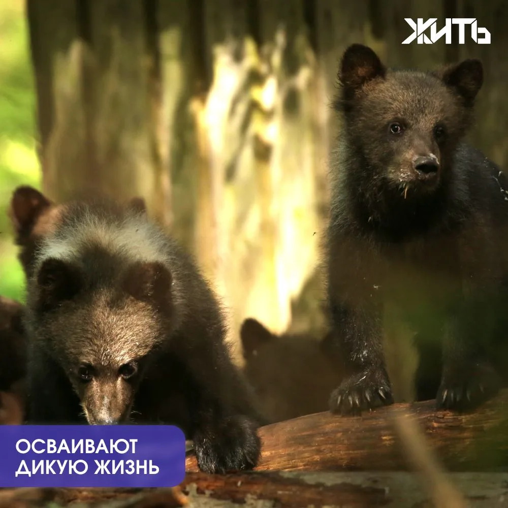 Спасенные в Удмуртии медвежата заметно подросли

Три медвежонка, которых этой весной спасли в Кезско