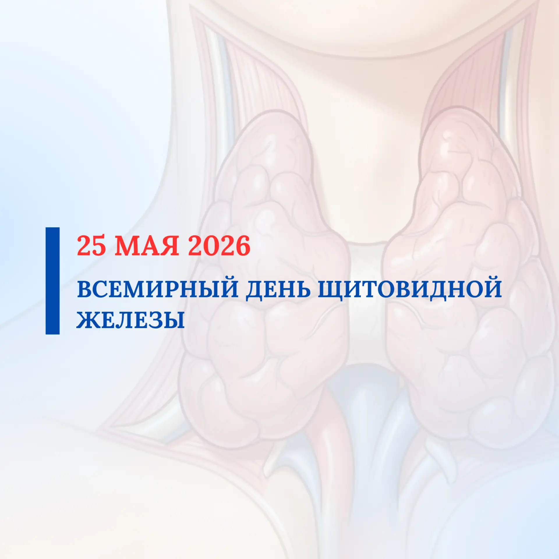 Щитовидная железа - маленький, но невероятно важный орган.  Она управляет нашим обменом веществ, эне