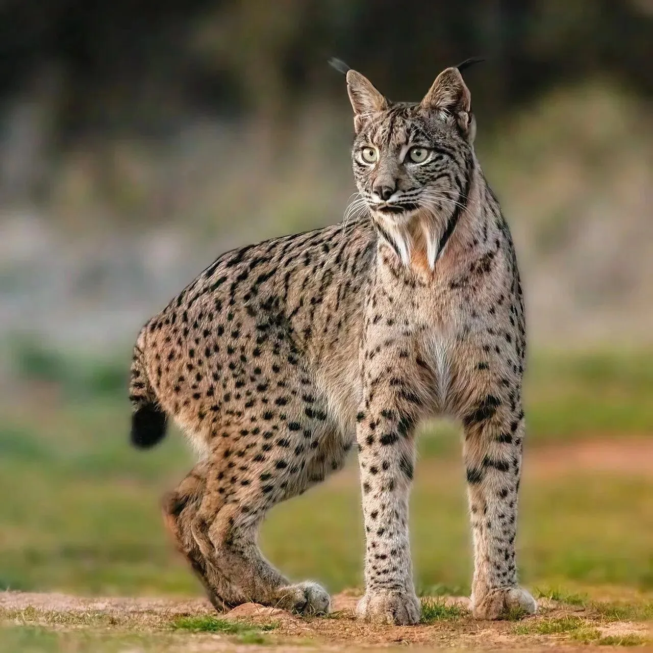 Знаете ли вы, что …

… пиренейская рысь – один из самых редких видов млекопитающих. Водится эта грац