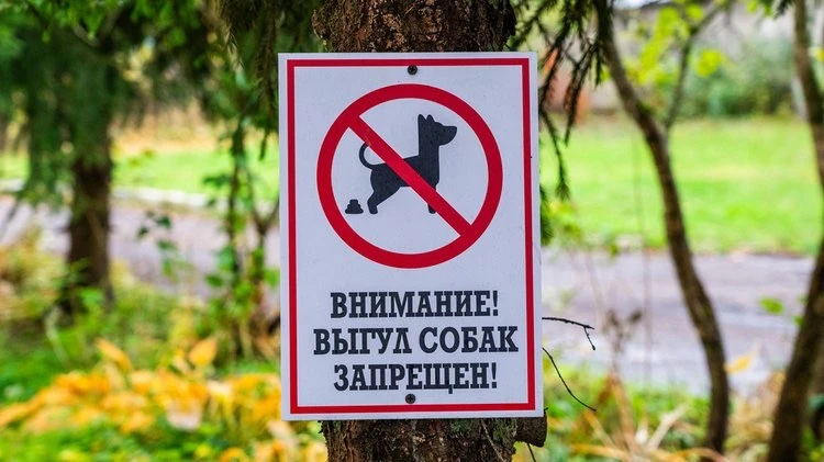 🐕 Две сотни нарушений правил выгула животных выявили в Подмосковье за три месяца  Сумма штрафов за н
