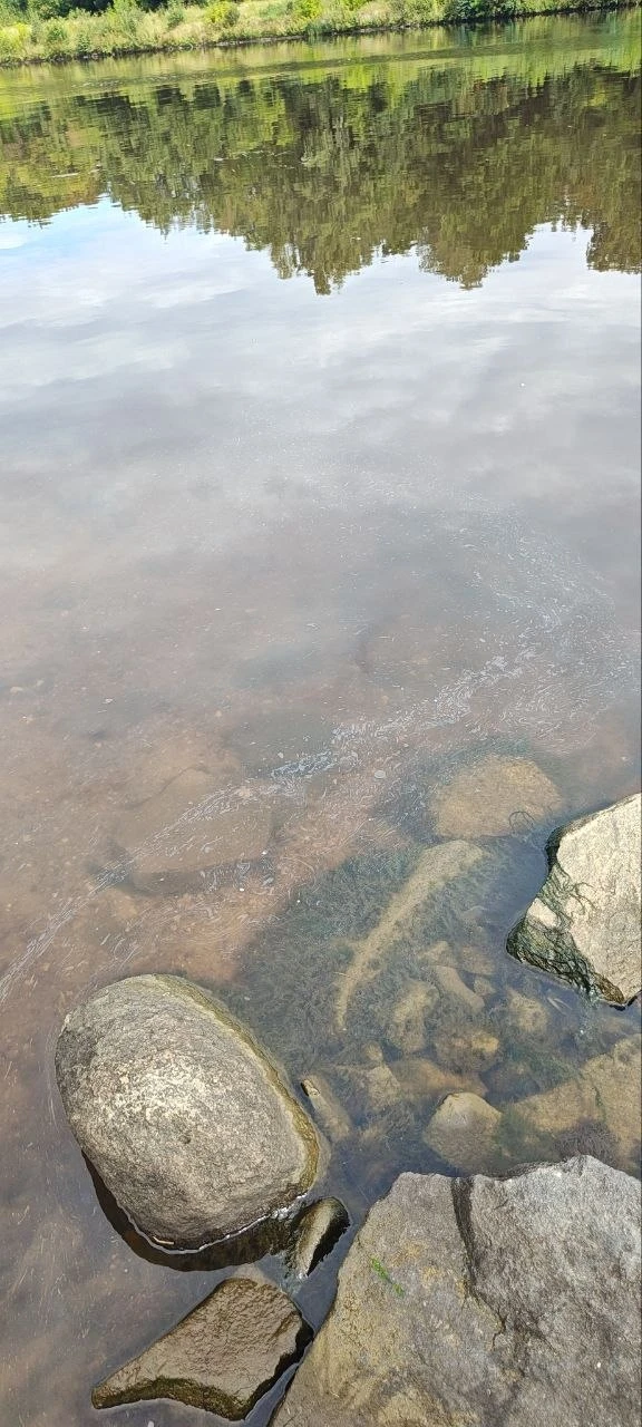 На воде канала имени Москвы в районе СНТ Мельчевка вдоль береговой линии наблюдается ма...