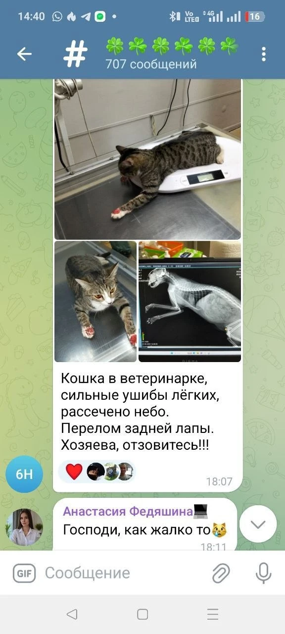 😭Предыдущие котики-небожители, которых выкинули в августе 2025.