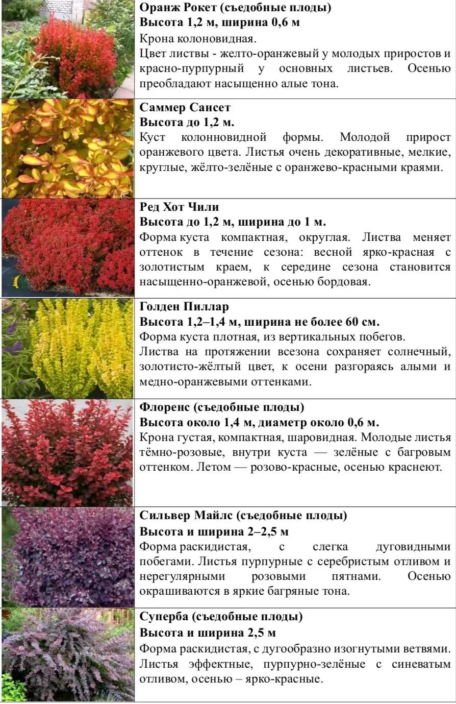 Барбарис незаменим в ландшафтном дизайне, весной он радует нас  молодой листвой и нежными цветками, 