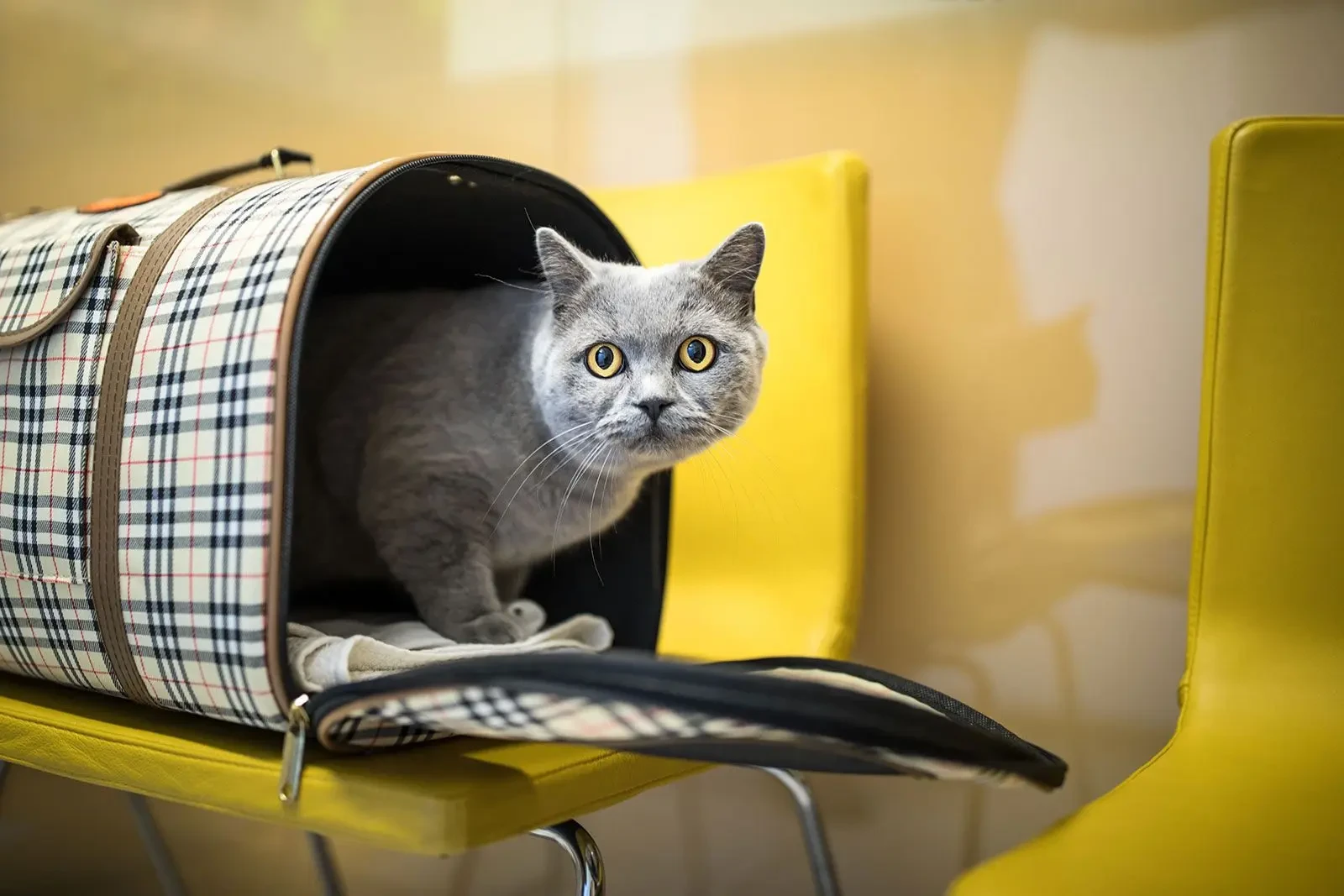 🐈 Сервисы для владельцев животных на mos.ru