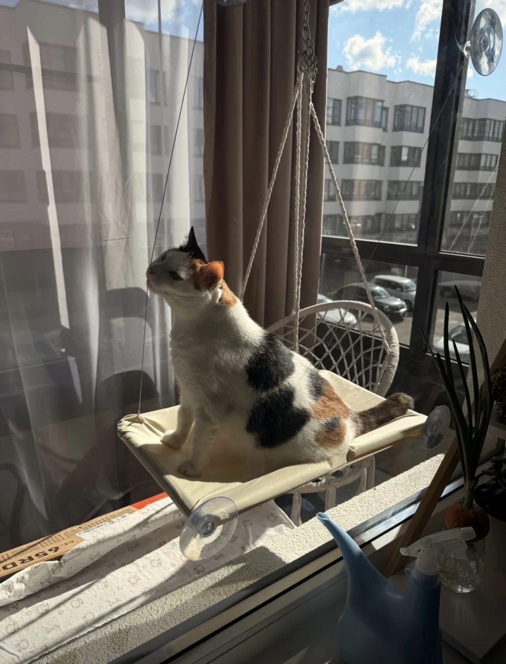 Я не могу перестать умиляться этому 🥹  Гамак для котов на окно, подвесной, лежак на присосках, до 20