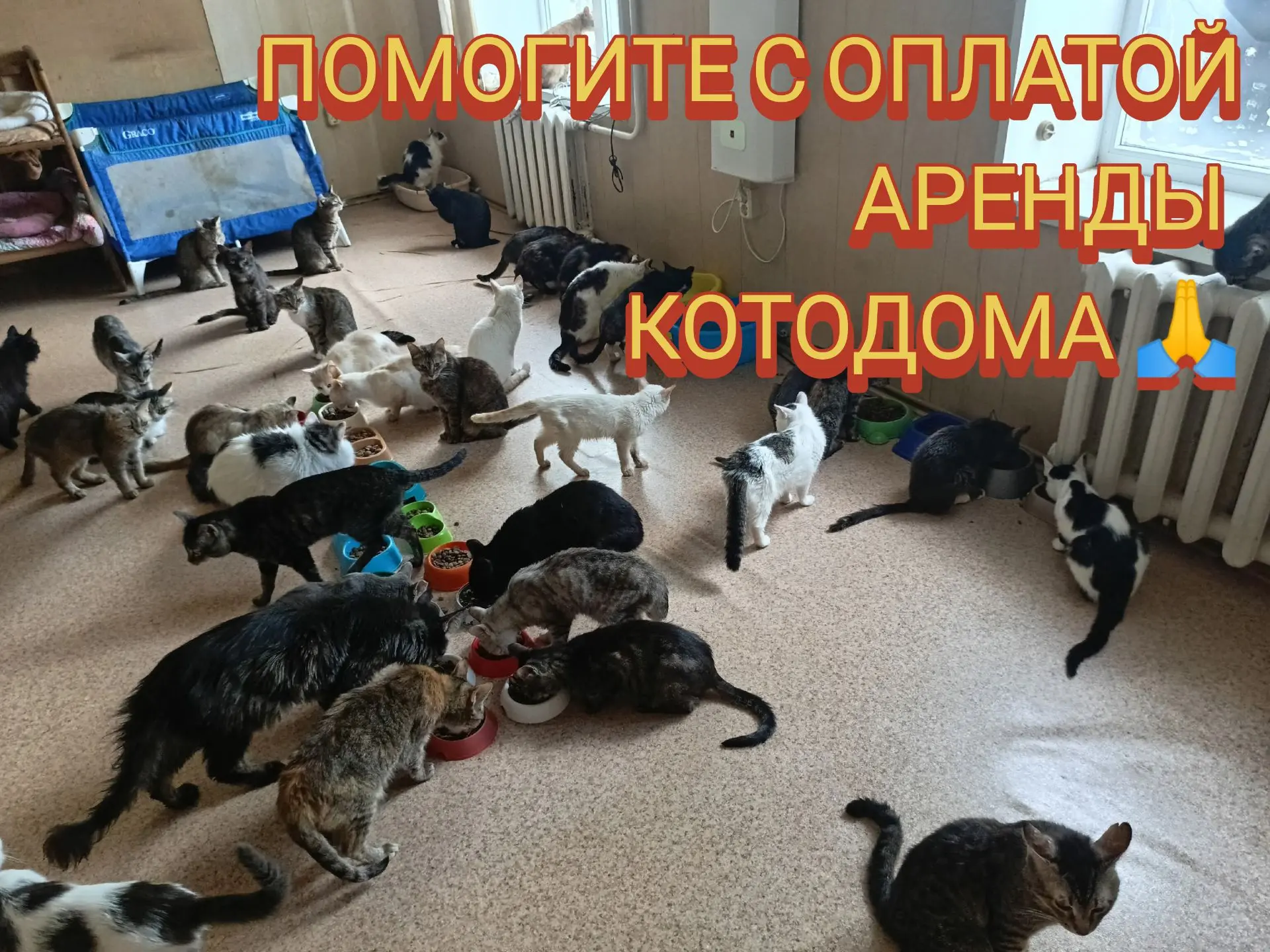 🐾 СРОЧНО: КОТоДОМу  нужна ваша поддержка! 🐾

Друзья, лето — традиционно самый сложный период для н