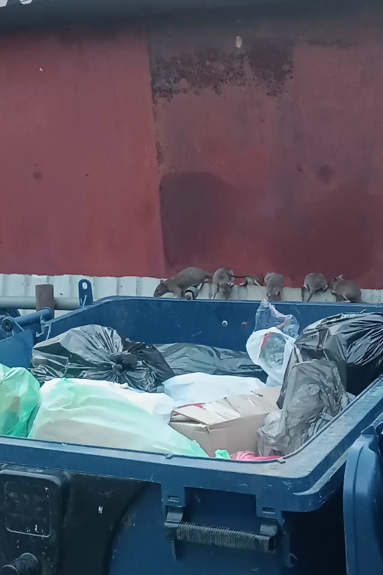 🐀 У кого Рататуй сбежал? 

Крысы обосновались у мусорного контейнера рядом с магазином на Чапаева.
