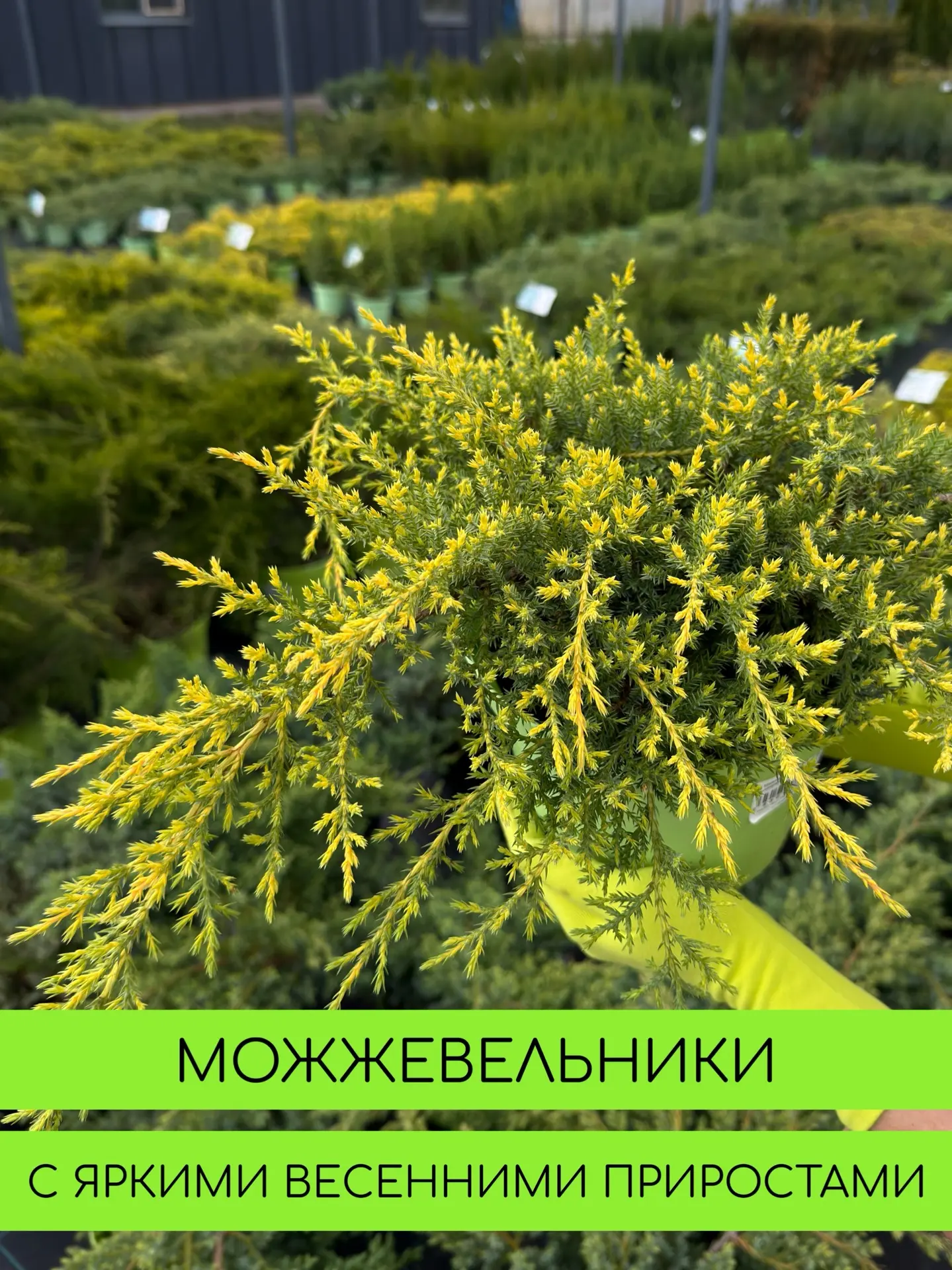 Весной зацветают не только многолетники и кустарники - но и хвойные , например можжевельники🌱😍  И да