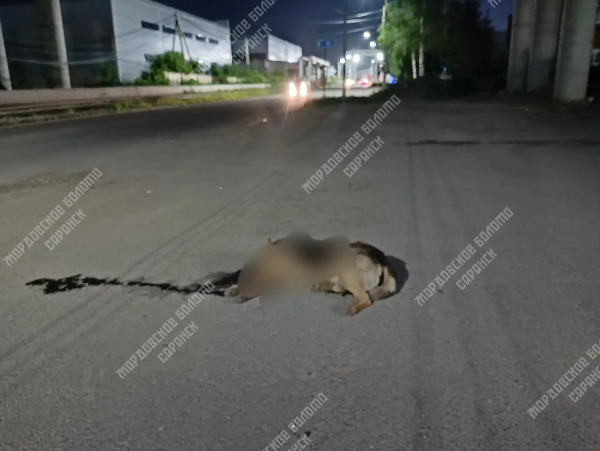 Иду домой, автобусы уже всё. И вот, овчарка game over на против "Муравья"
С уважением, Дмитрий Мельн
