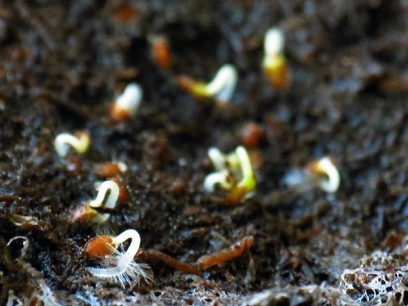 🌱 Еще совет по увеличению всхожести семян

🔸Первый способ. Поместите семена в емкость и залейте их