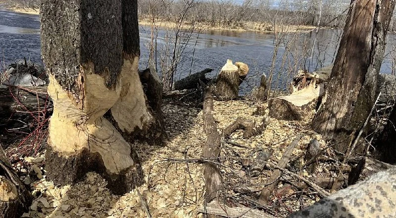 🦫 А теперь хорошие новости: в Югре нашли следы бодрых бобров, которые находятся под угрозой вымирани