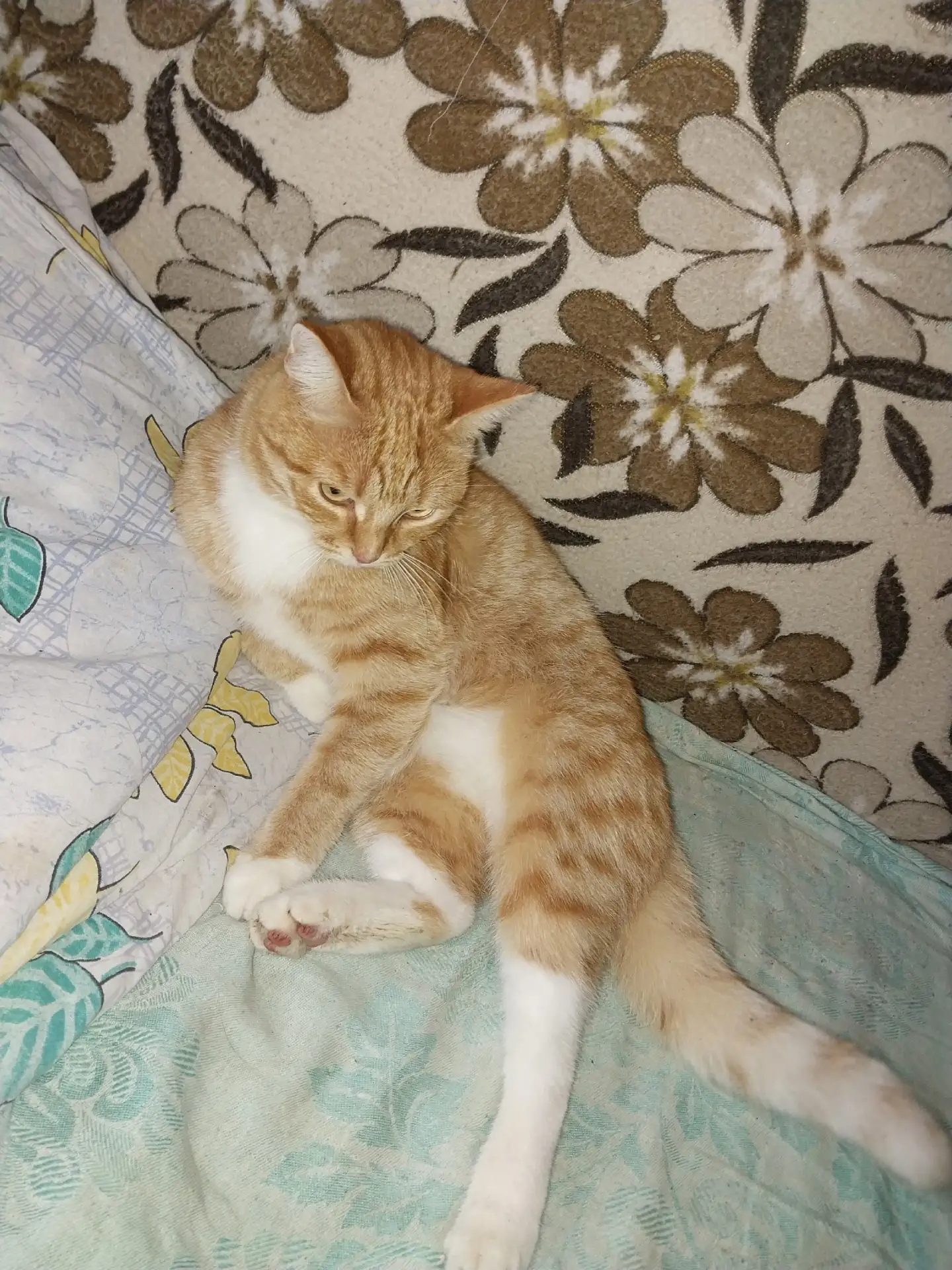 У старенький бабушки потерялся котик,в районе ул.Мира, 18(Юбилейный) котик самостоятель...