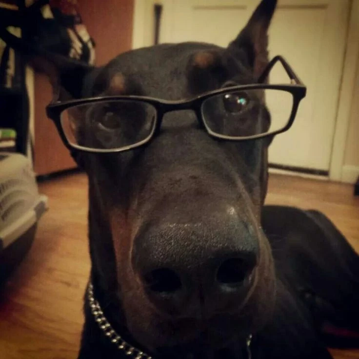 Авы с доберманом 😎