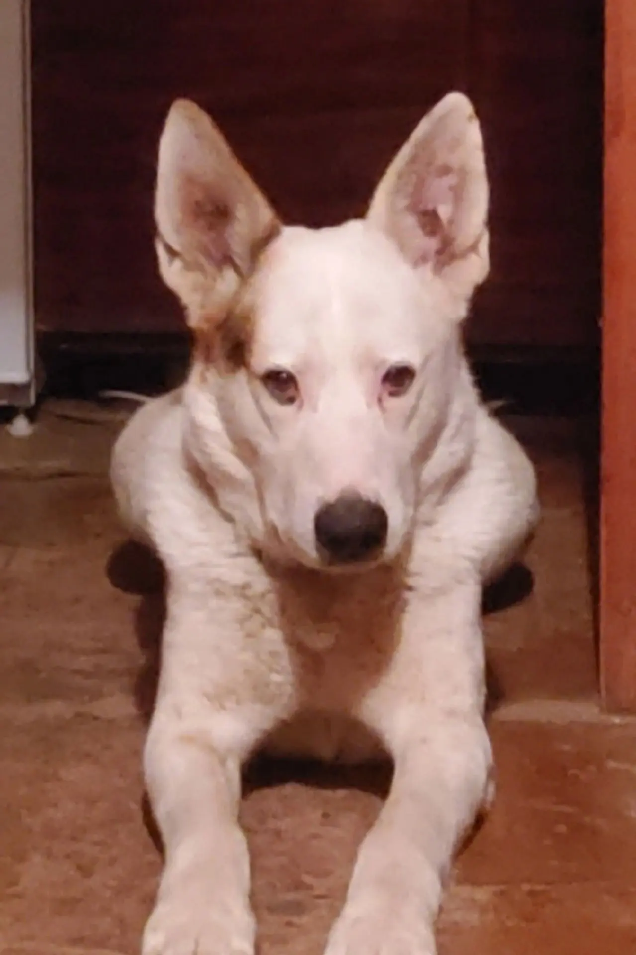 🐕Сбежал у мамы уже 10 дней назад. Сегодня поздно приехала, прошлась по городу, покрича...