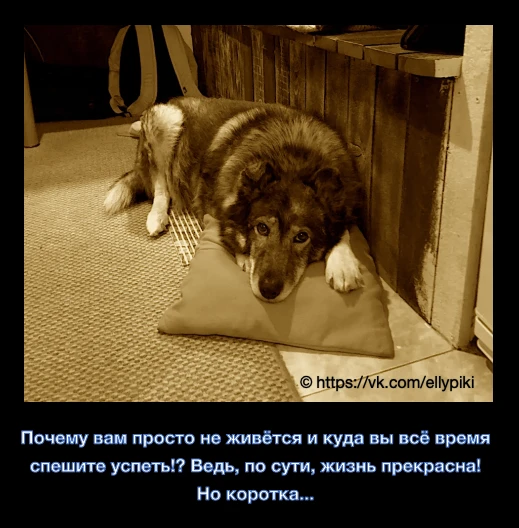 🤔 Иногда в глазах любимого пожилого пса больше мудрости и откровений, чем в длинных ре...