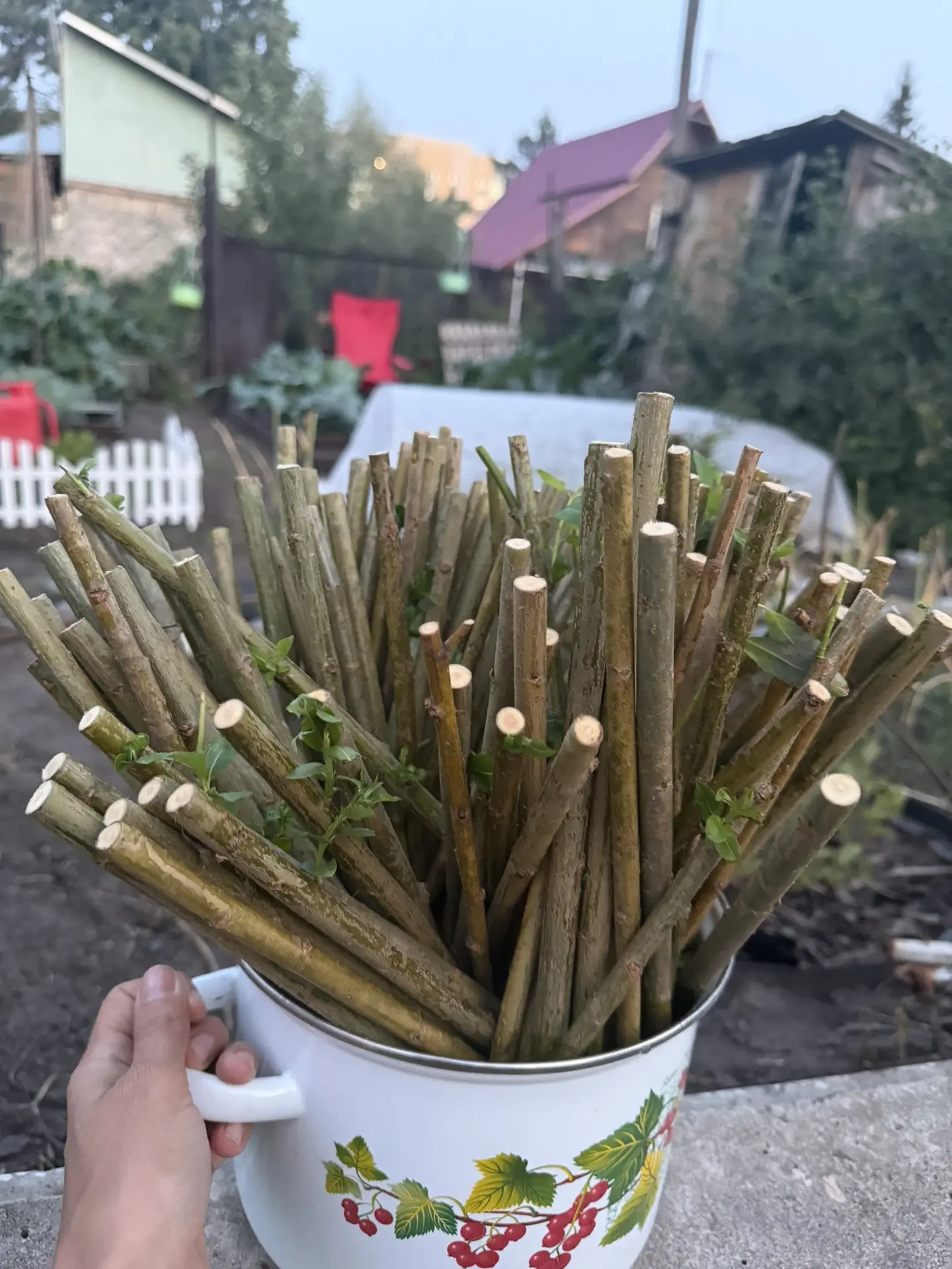 Ко мне приехали долгожданные черенки 😊