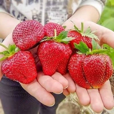Клубника «Вима Тарда» — голландское качество с крупной ягодой! 🍓🇳🇱

Хотите стабильный урожай круп