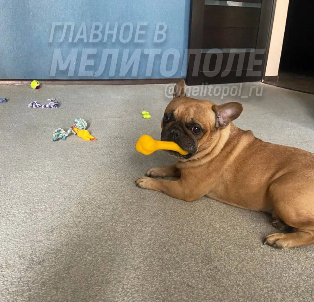 Собака из Запорожской области собрала вокруг себя все свои игрушки