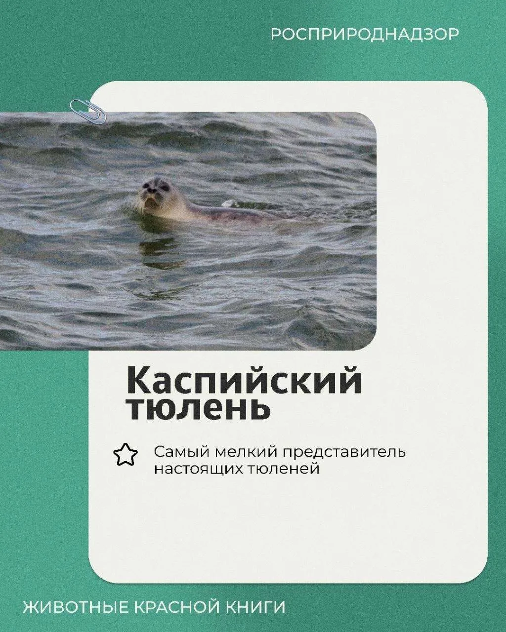 Продолжаем рубрику «Животные Красной книги».