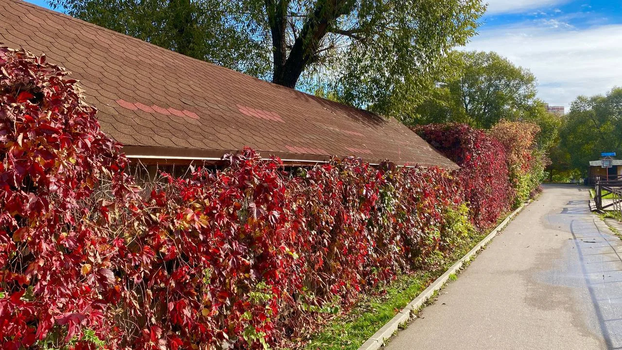 🍁 Осень — в последних красках
