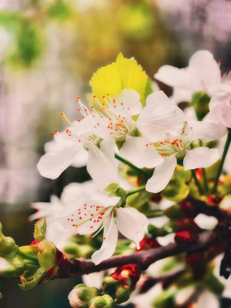 ☀️🌸 Весна шагает по планете, а цветы — её главный аксессуар! 😍 Эти розовые бутоны просто покорили 