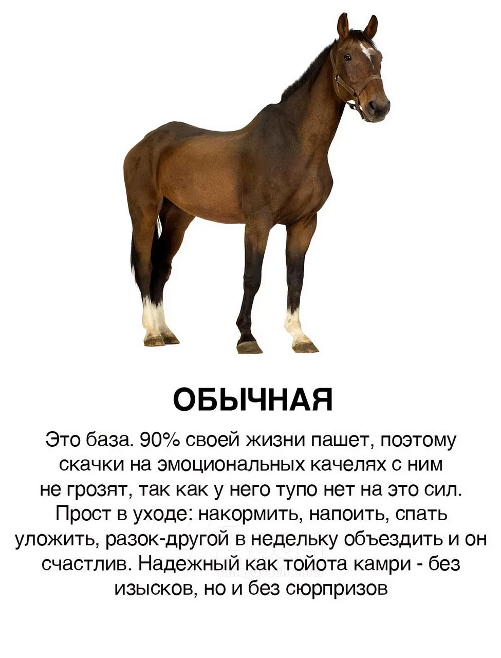 Появилась классификация парней в виде коней