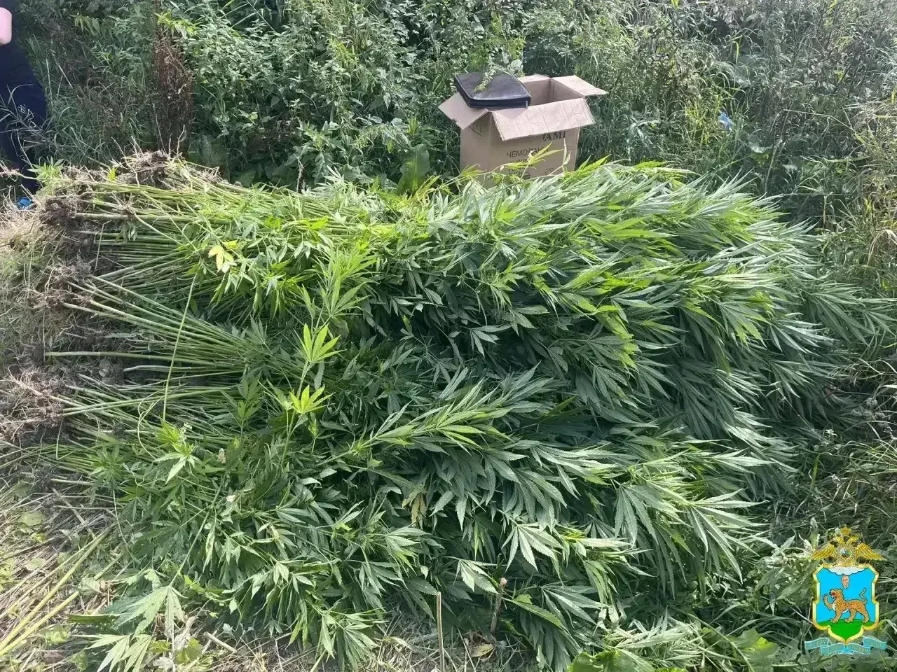 Великолучанин выращивал коноплю на участке отца 🌱