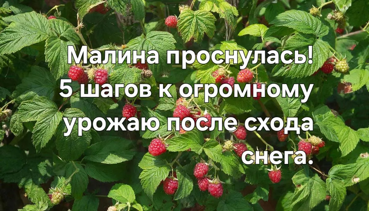 🍓 Малина проснулась! 5 шагов к огромному урожаю после схода снега.