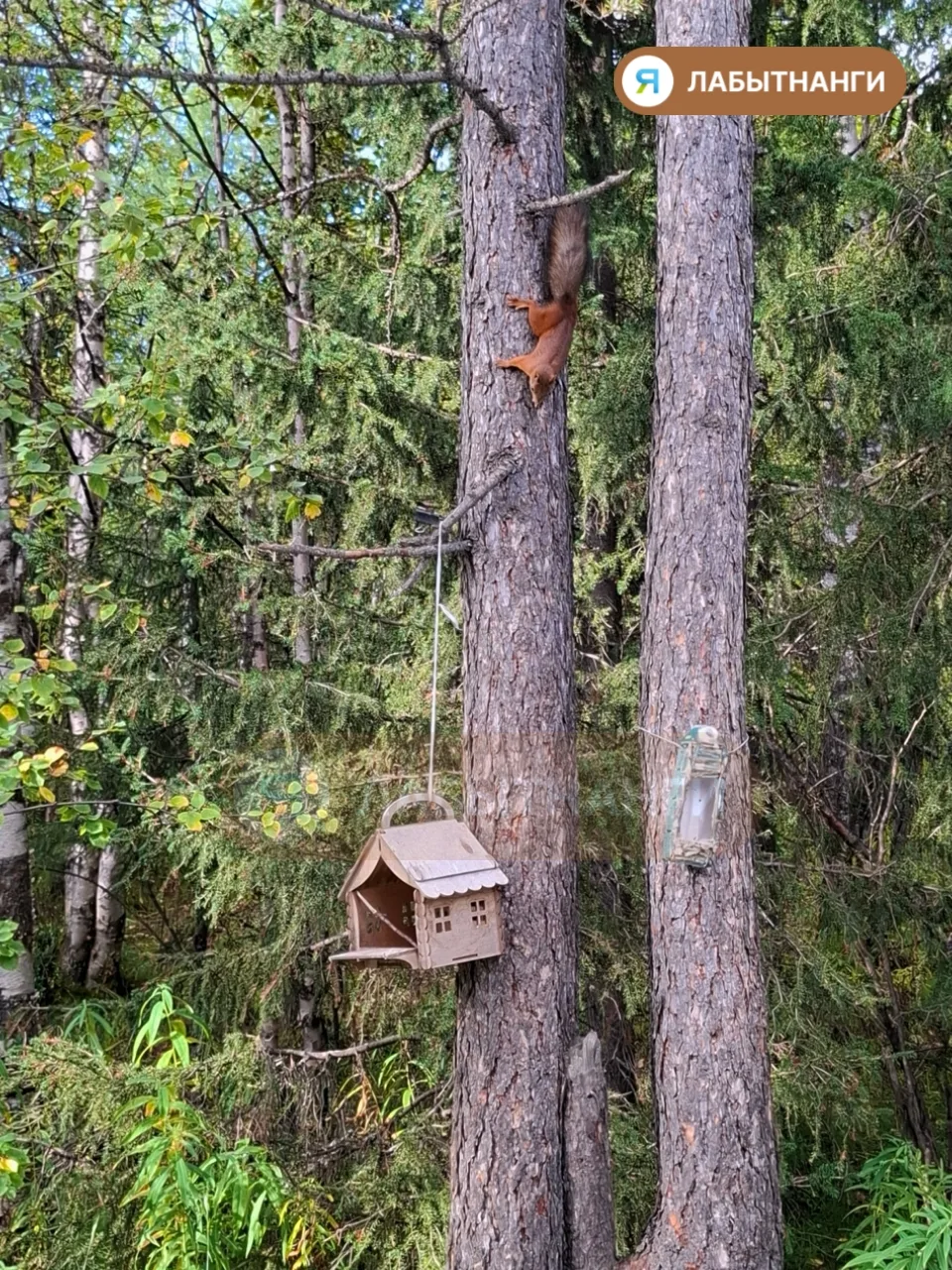 🐿️ Кто-то пришёл на обед