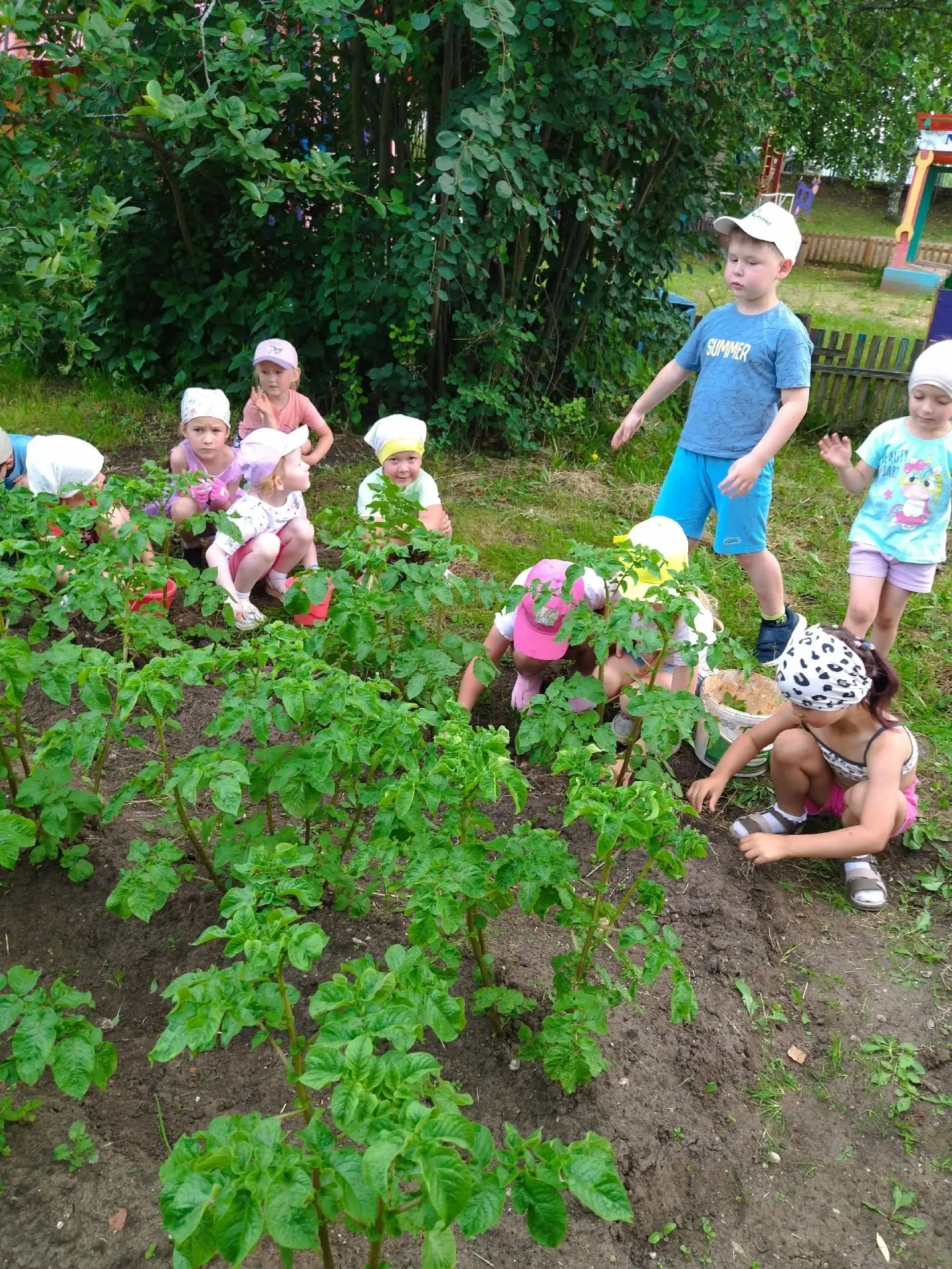 Маленькие огородники.
 Воспитанники старшей группы дружно вышли на прополку картофеля, чтобы помочь 