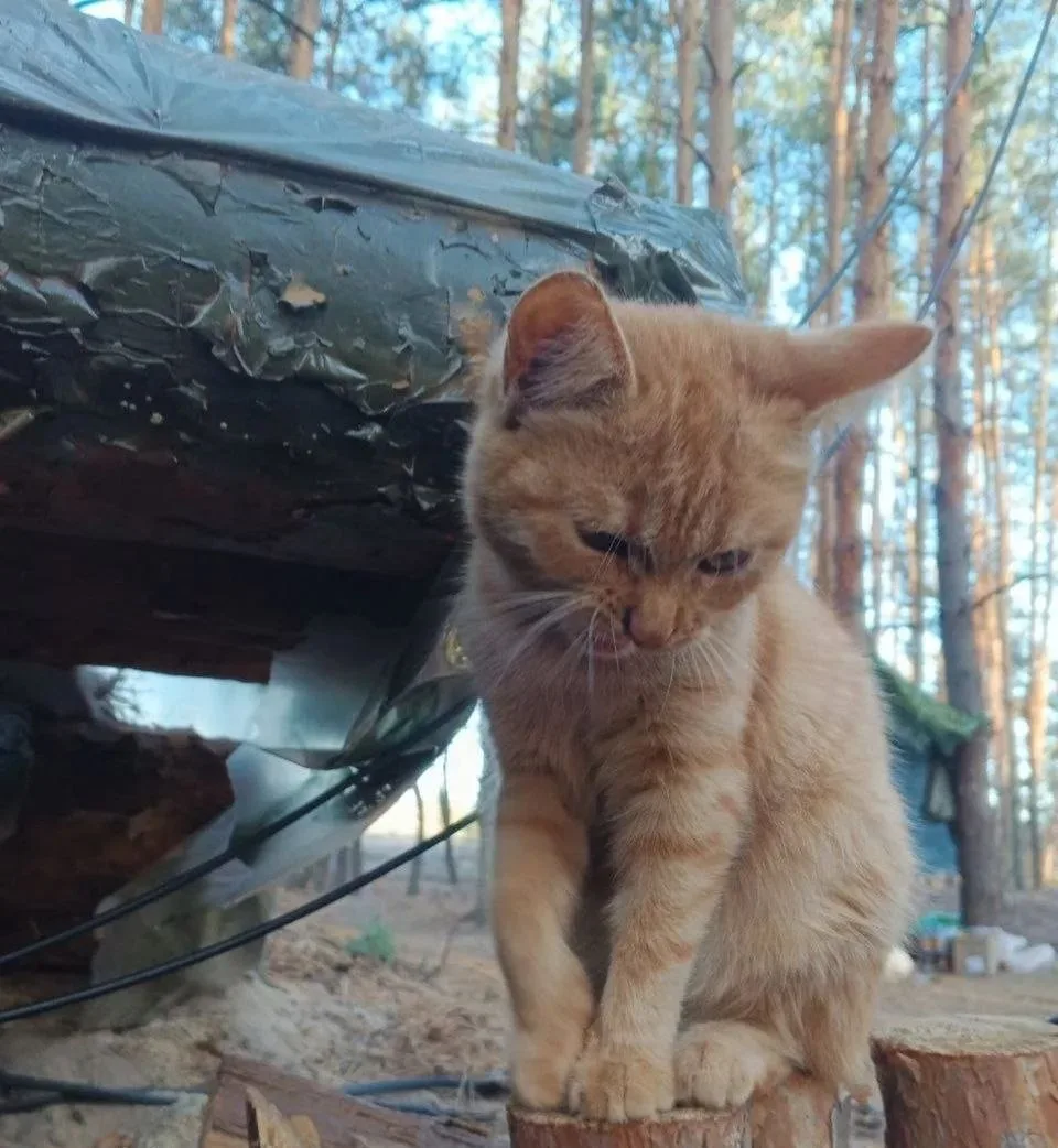 Пятничные котики🥰