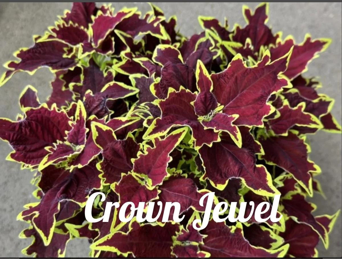 Crown Jewel