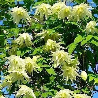 🌺🍀Княжик – неприхотливый аристократ в саду!