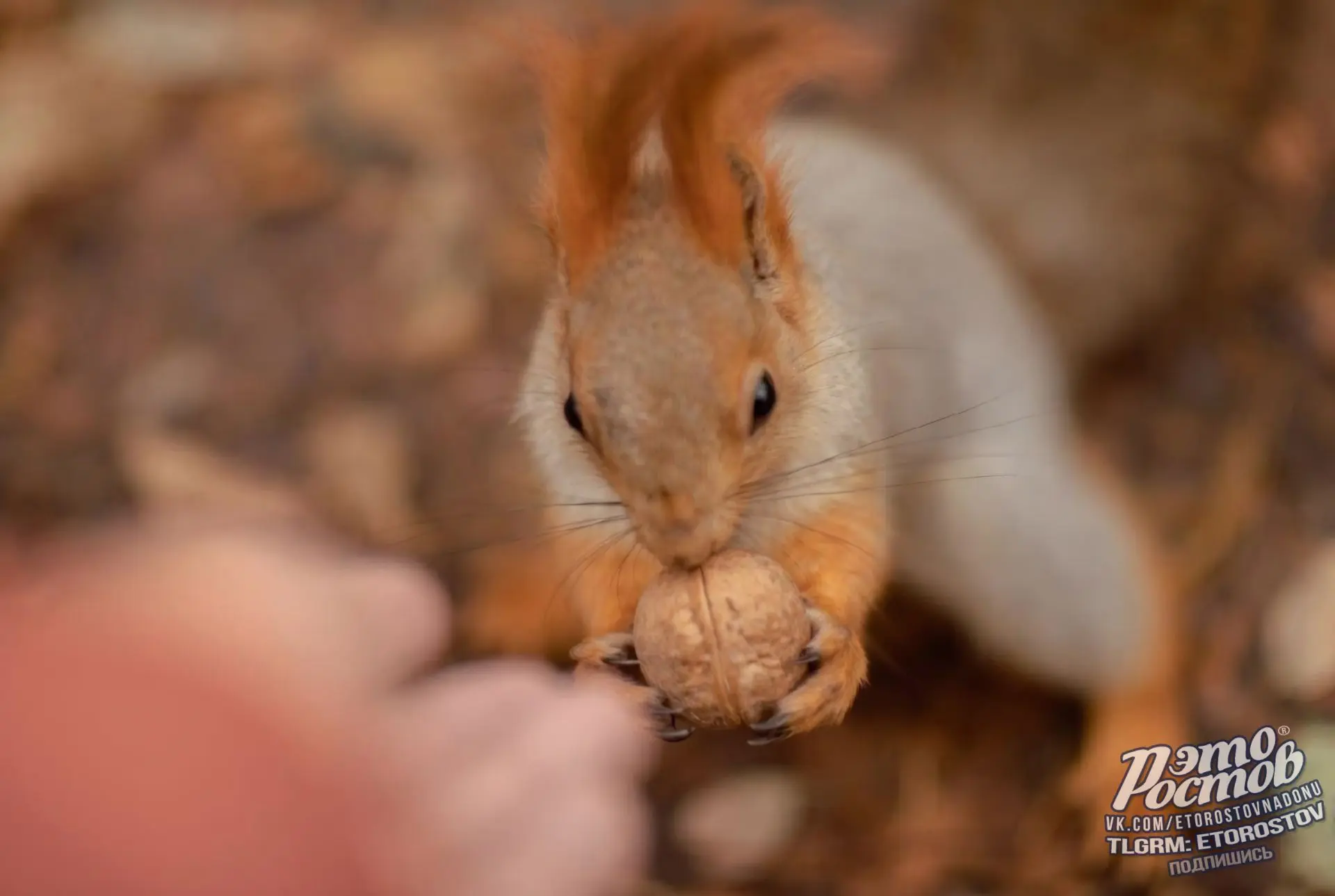 Ручные белочки рощи СКА 🐿