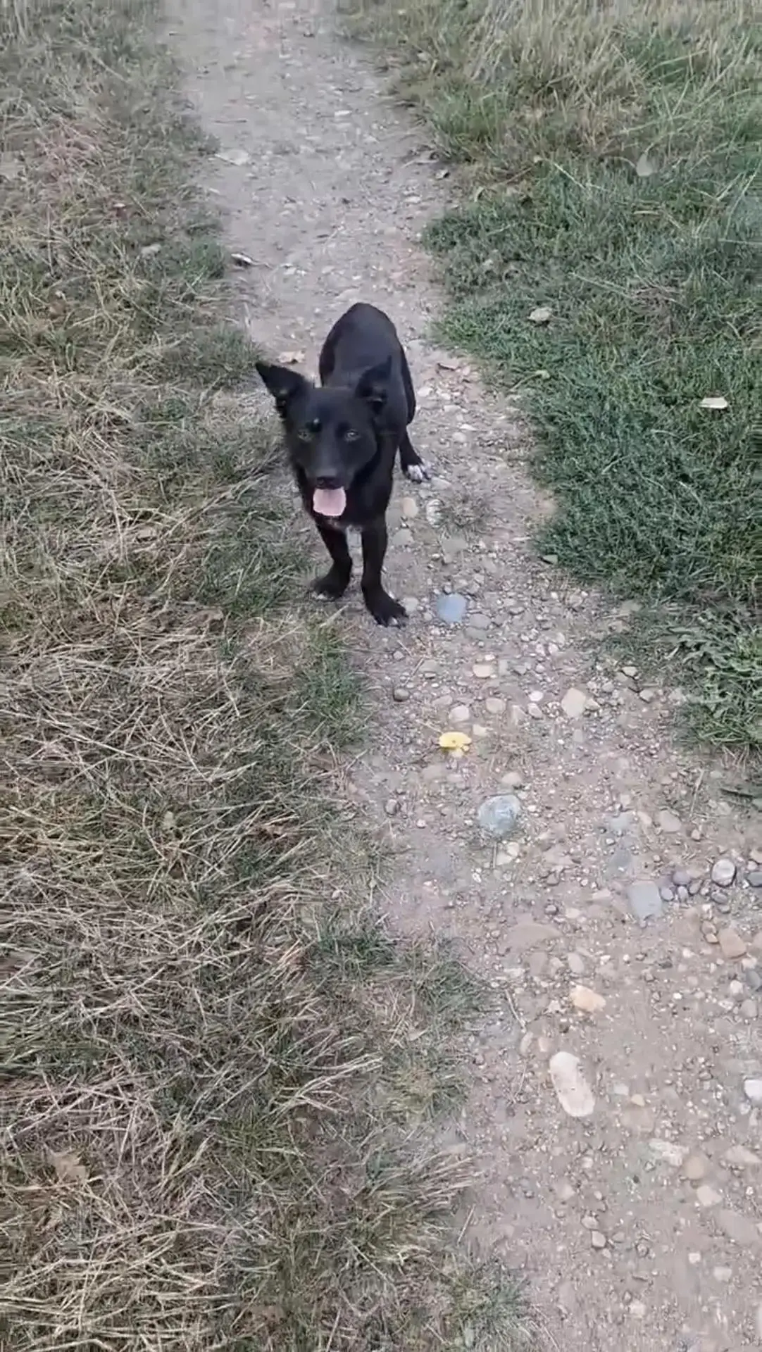 ❗️В добрые руки!