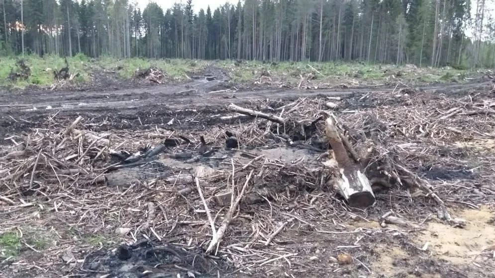 С арендатора леса в Опарино взыскали более 1,3 млн рублей