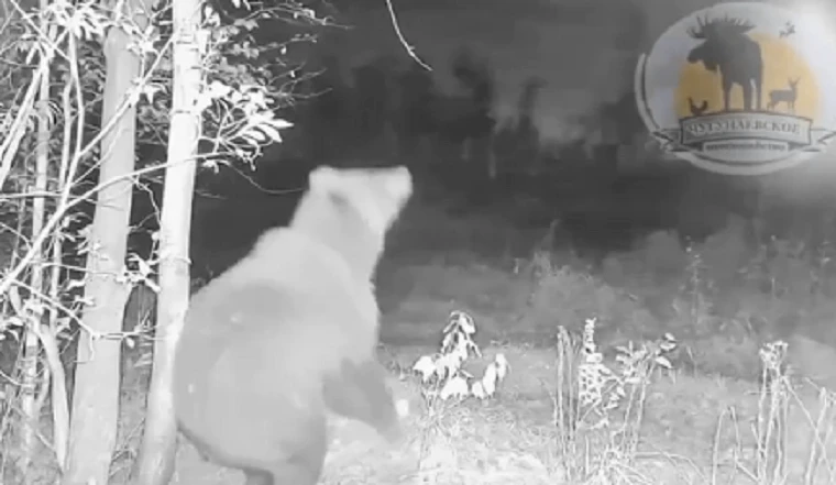🐻 ВНИМАНИЕ, МЕДВЕДЬ! Жителям поселка в Тюменской области рекомендовано не выходить на ...