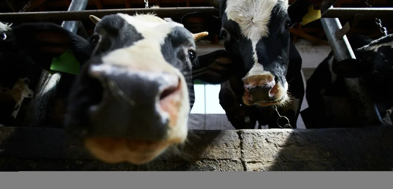 В Сибири массово убивают коров: грозит ли такое Калужской области? 🐄⚠️