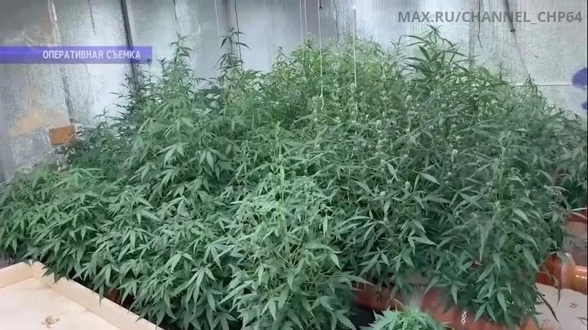 Житель Гагаринского района отправится в колонию строгого режима за выращивание и сбыт к...